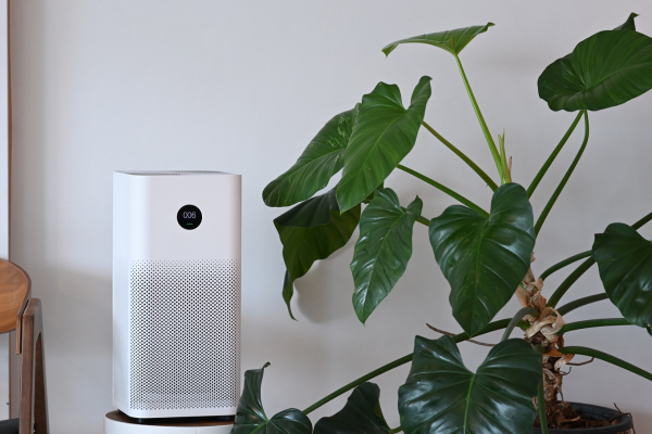 Improve Air Quality with Houseplants
