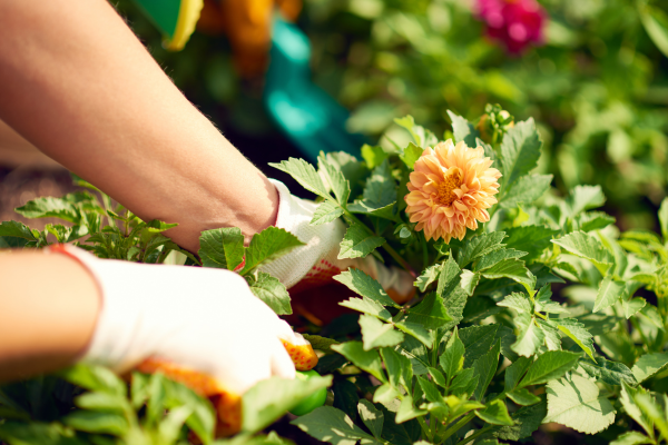 Smart Planting Choices