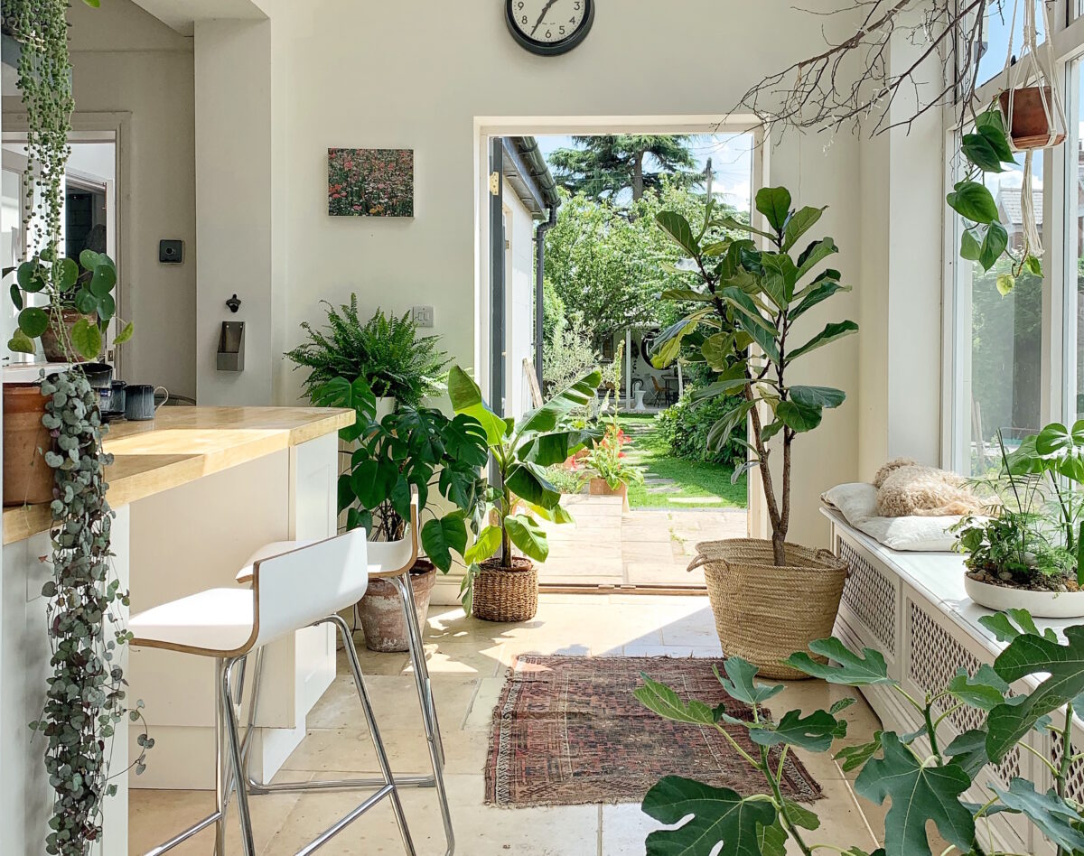 indoor house plants in kitchen