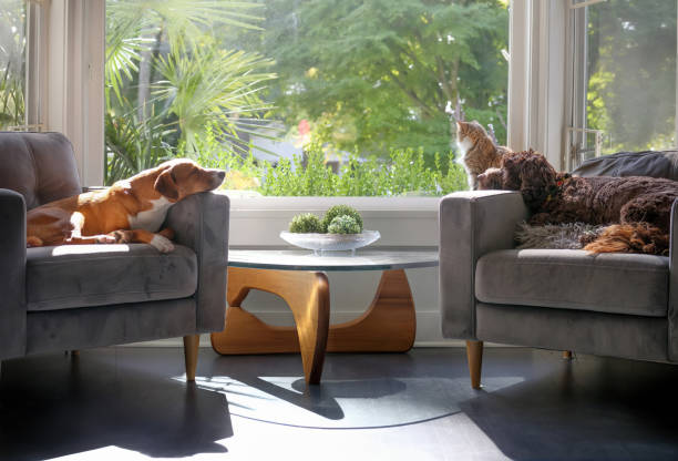 dog and cat relaxing in the living room